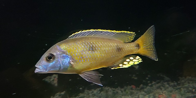 Naevochromis chrysogaster